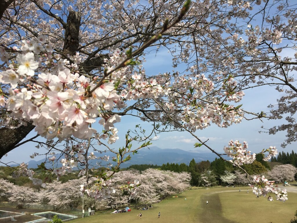満開の桜と霧島連山